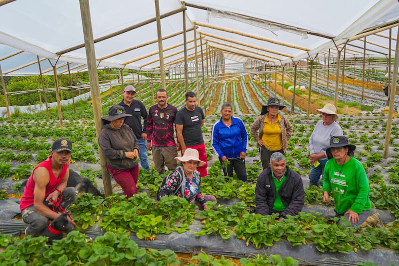 Cultivos de café en Yarumal - sector agroindustrial